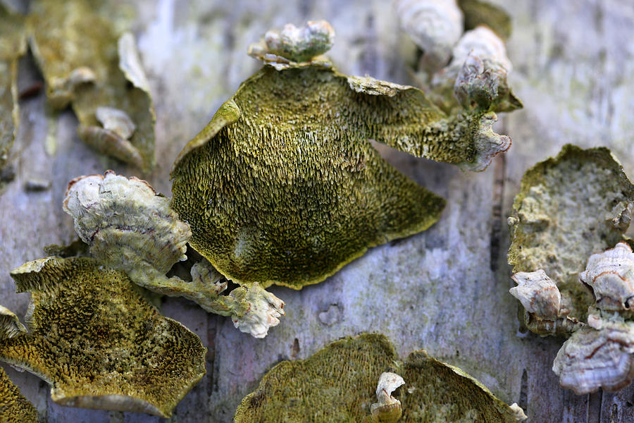 Green Fungi Photograph by Mary Bedy