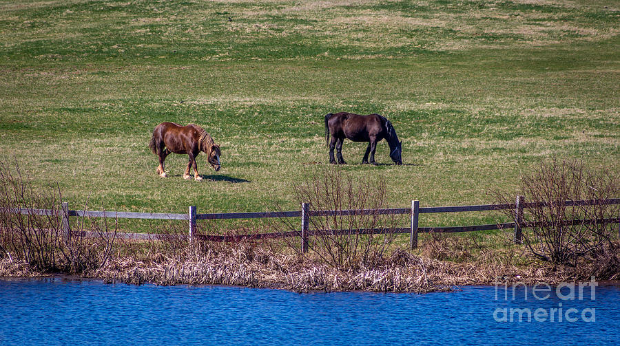 Green Gables Horses Photograph by Roger Monahan