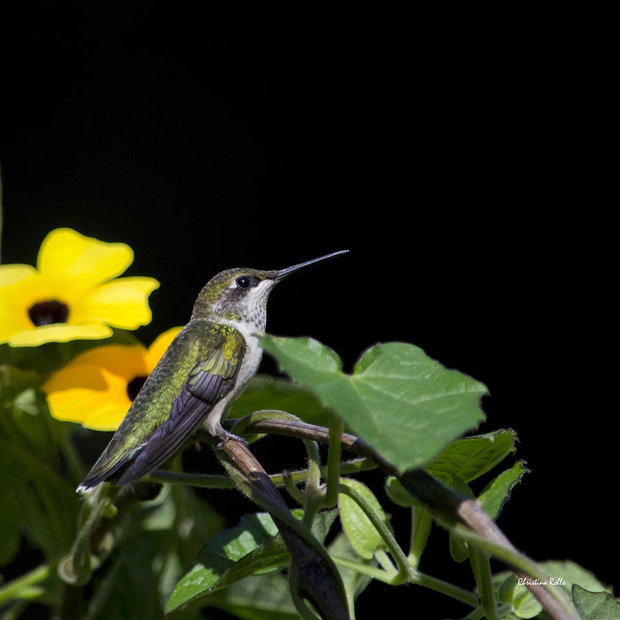 Hummingbird Photograph - Green Garden Jewel Hummingbird Square by Christina Rollo