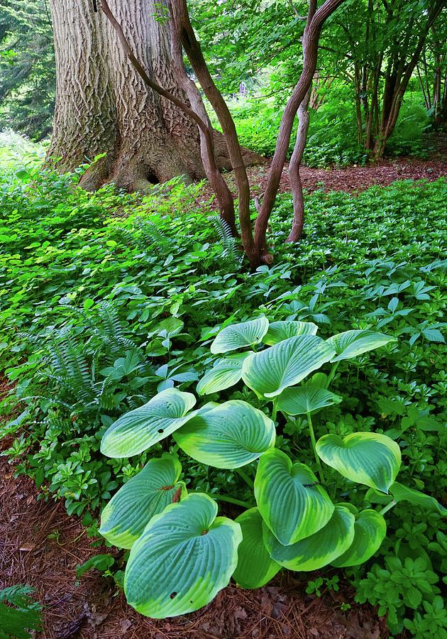 Green Garden Medley Photograph by Blair Seitz