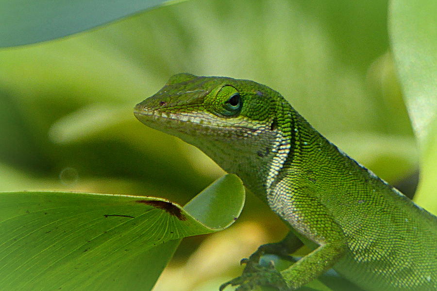 Green Gecko on Green Leaves Photograph by Lori Seaman