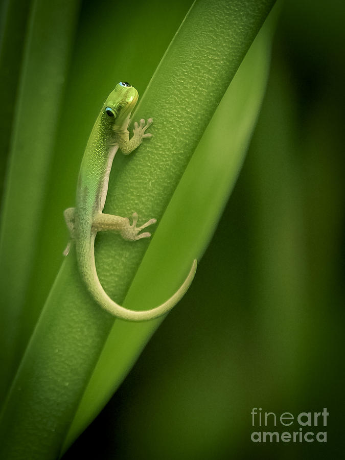 Snake Photograph - Green Gecko by Rich Governali