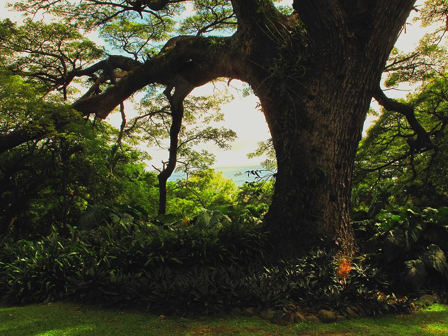 Tropical Photograph - Green Giant by Ian MacDonald Tropical Photograph - Green Giant by Ian MacDonald