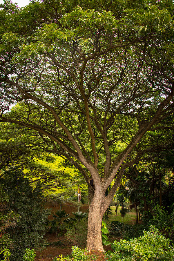 Green Giant Photograph by Sharin Gabl - Fine Art America