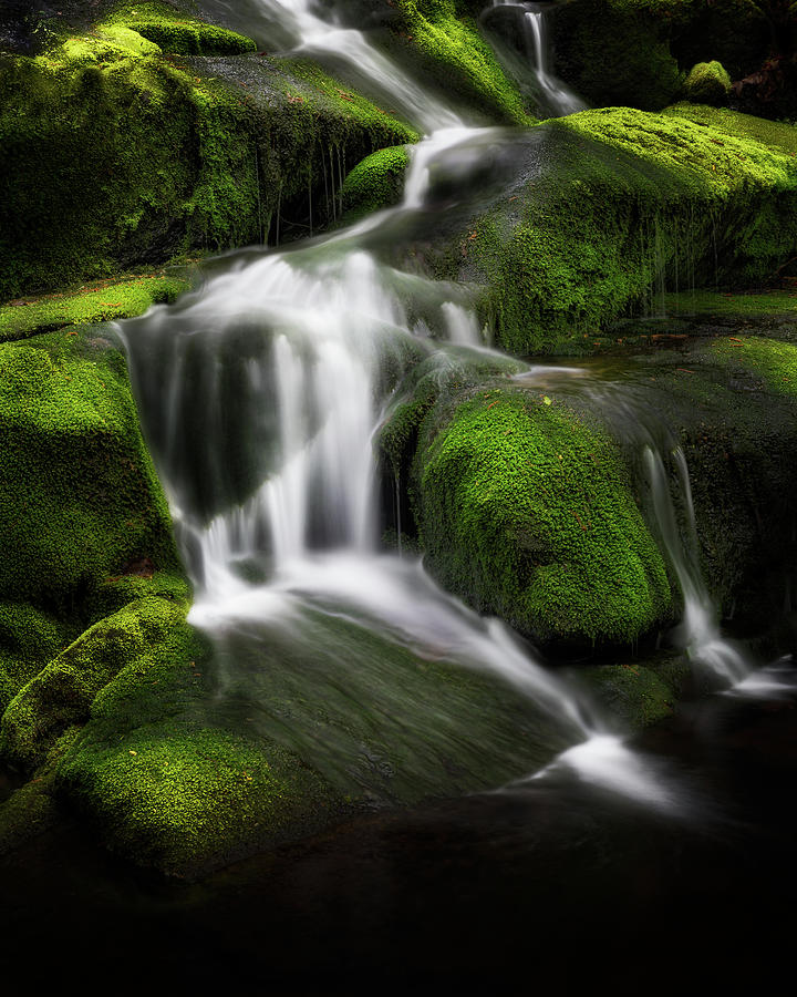 Green Glow Photograph by Bill Wakeley