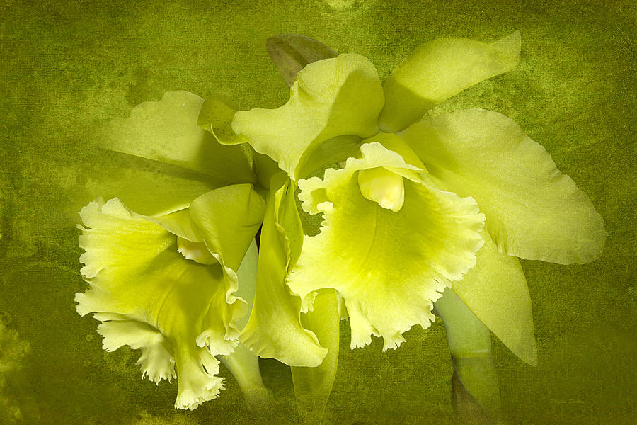 Green Glow Orchids Photograph by Phyllis Denton