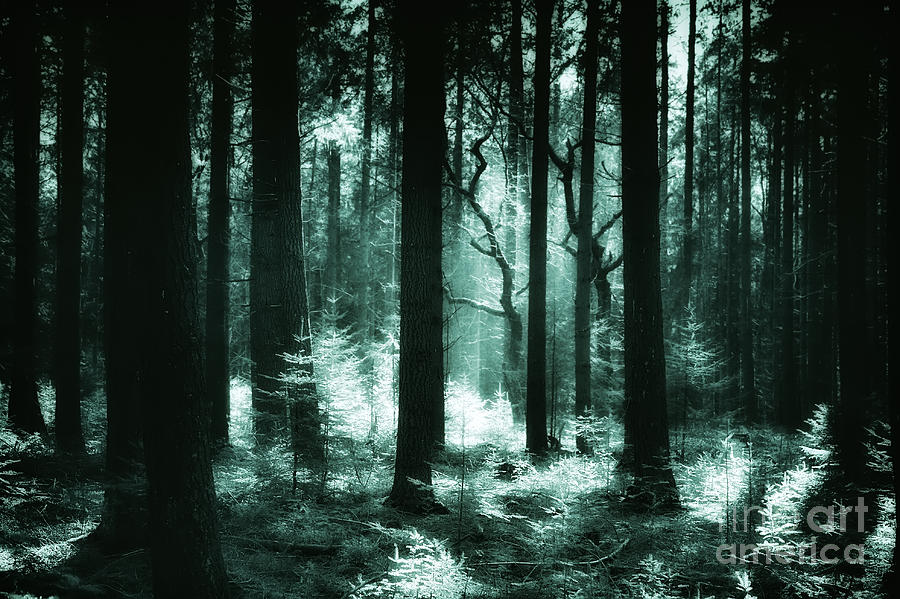 Green Glowing Pine Forest Photograph