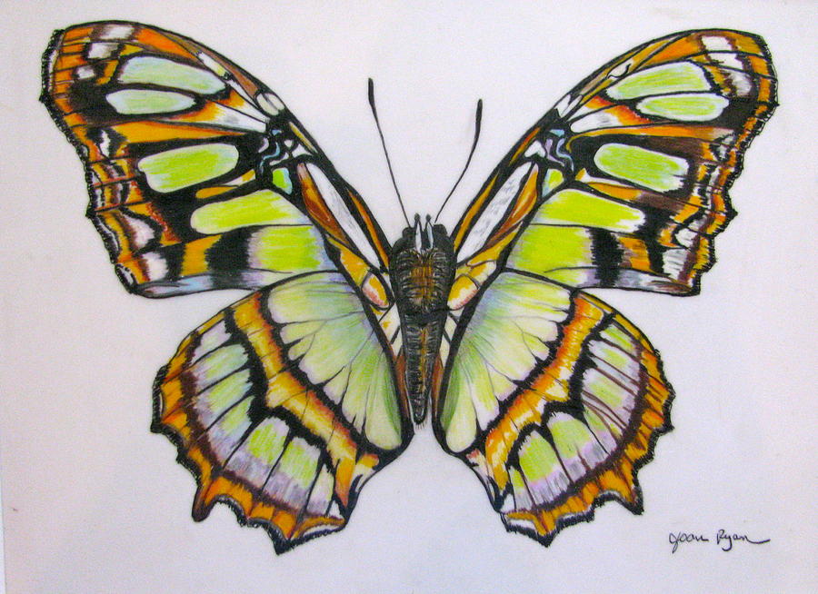 Green Gold Butterfly Drawing by Joan Ryan