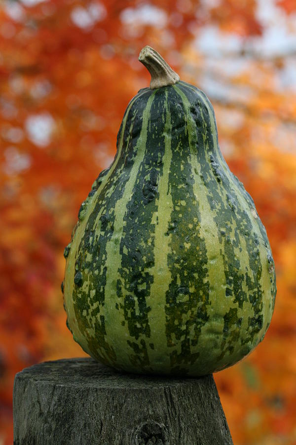 Green Gourd Balance Photograph by Tammy Pool