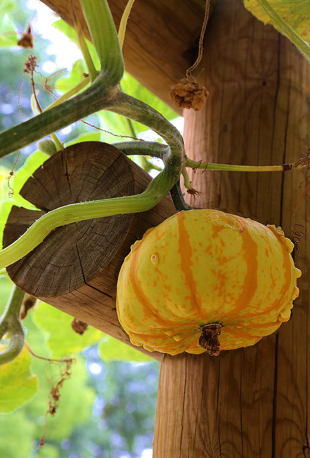 Green Gourd Photograph by Viktor Savchenko