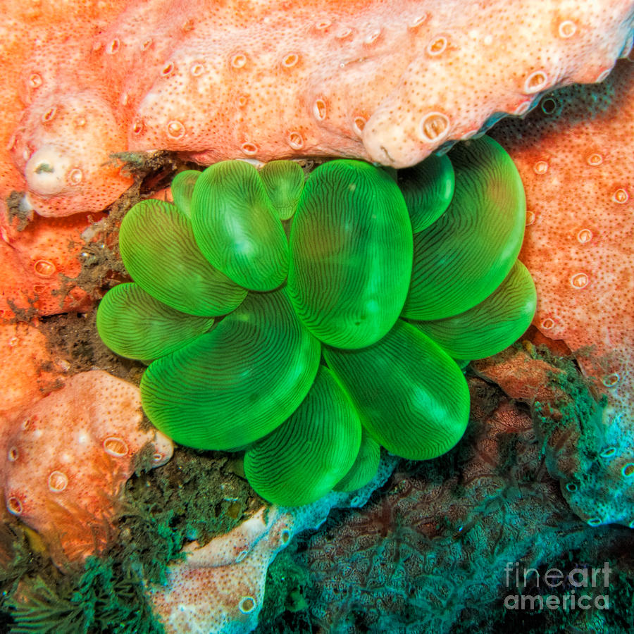 Green Grape Bubble Coral Photograph by Joerg Lingnau