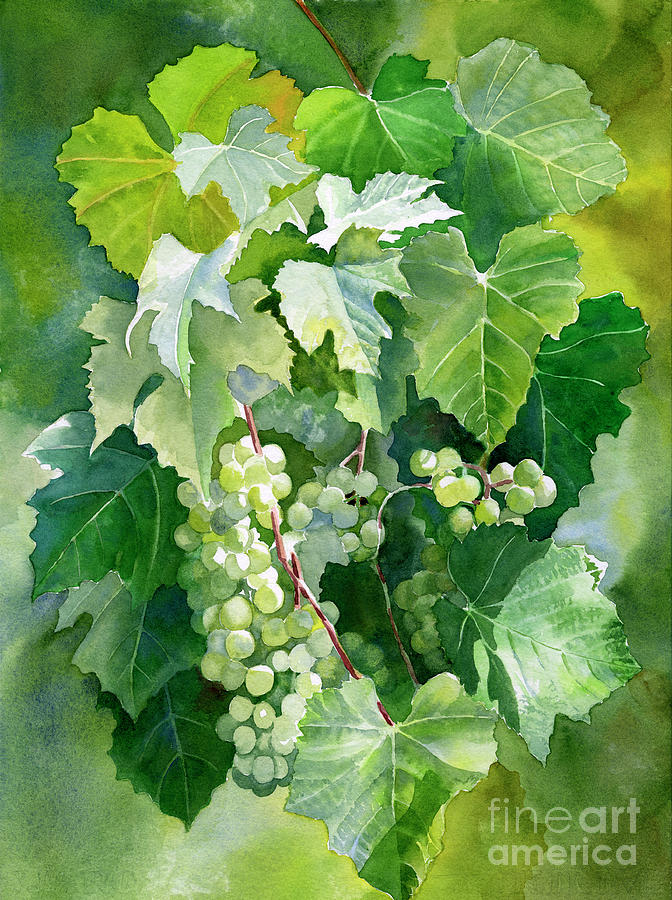 Grape Painting - Green Grapes and Leaves by Sharon Freeman