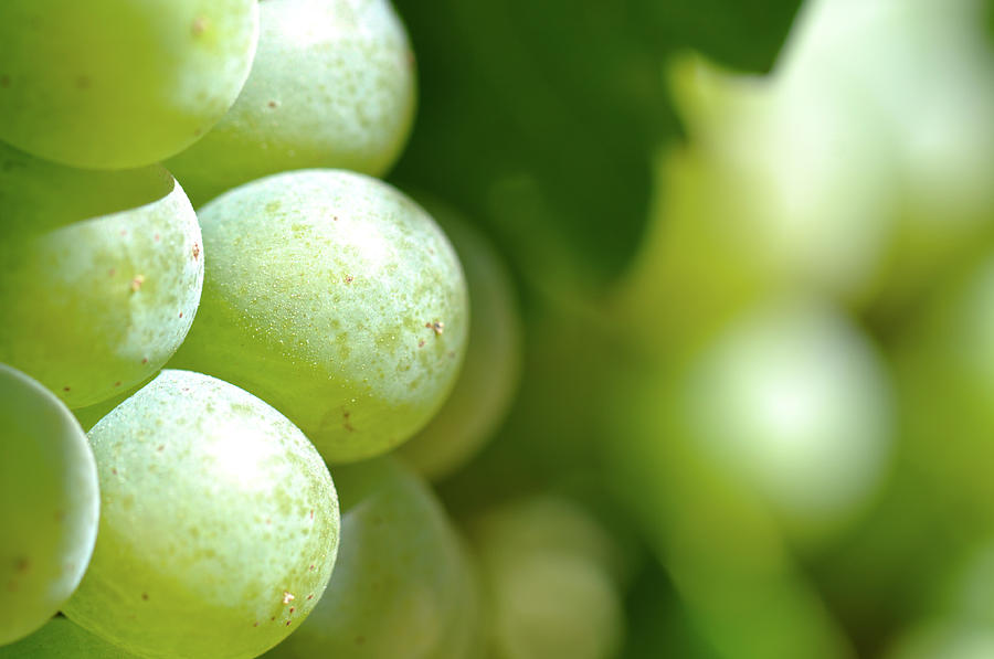 Green Grapes Close Up in Napa Valley Ready to be made into Wine Photograph by Brandon Bourdages