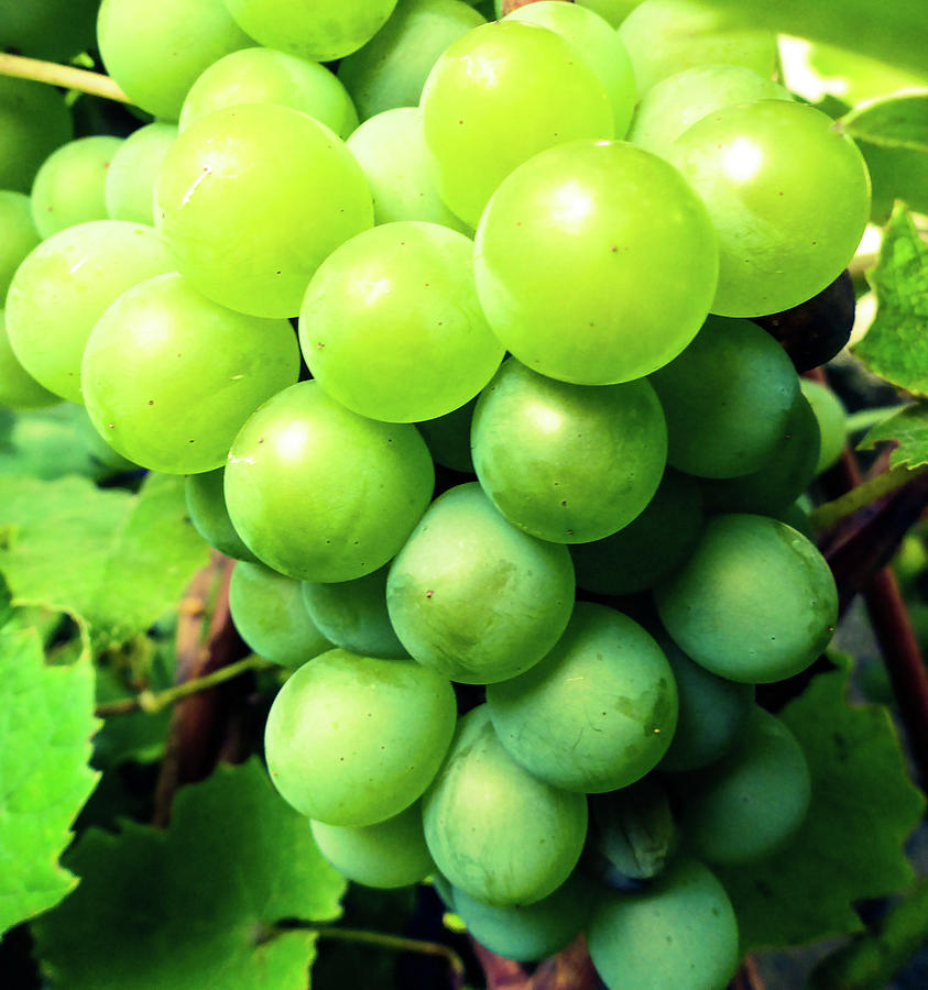 Green Grapes Photograph by Cristina Stefan