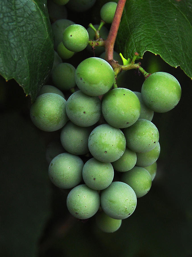 Grape Photograph - Green Grapes by Marion McCristall