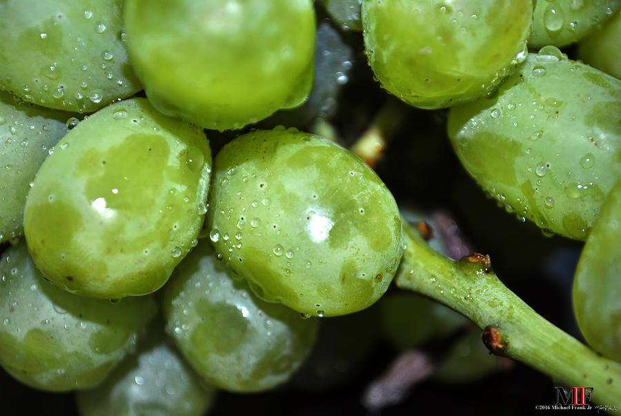 Green Grapes Photograph by Michael Frank Jr
