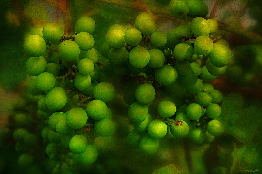 Green Grapes On Vine Photograph by Anna Louise