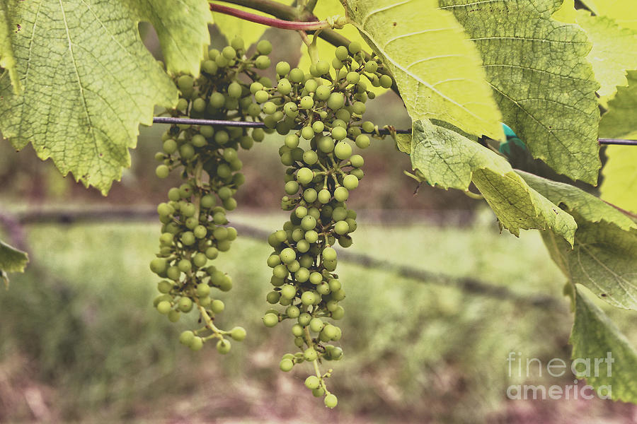 Green Grapes Spring Crop on the Vine Photograph by Ella Kaye Dickey