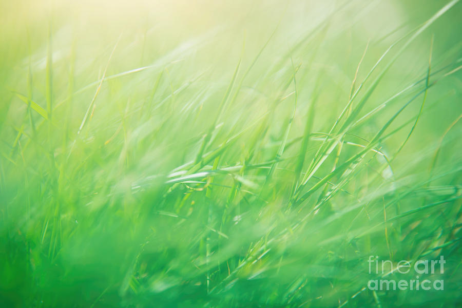 Green grass abstract background Photograph by Anna Om