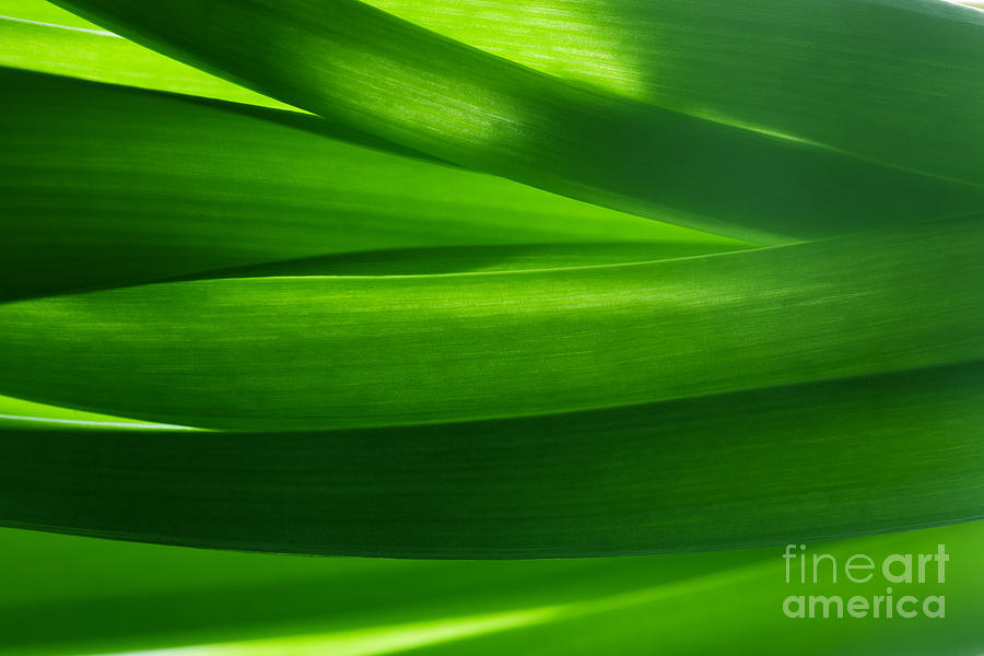 Nature Photograph - Green grass background in backlight by Michal Bednarek