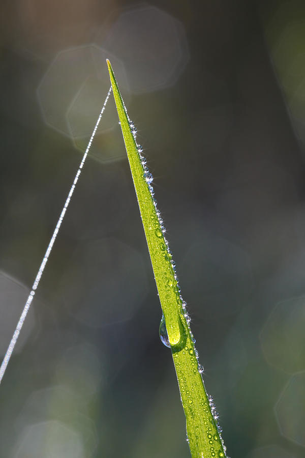 Green grass blade and string of spider silk Photograph by Ulrich Kunst ...