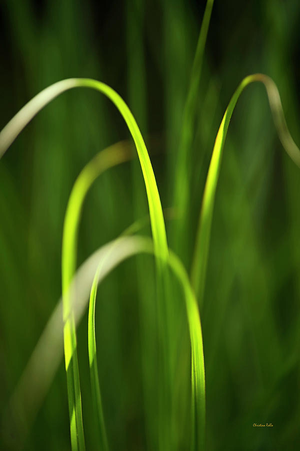 Abstract Grass Photograph by Christina Rollo
