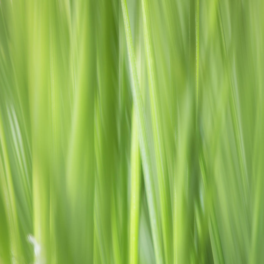 Green Grass Photograph