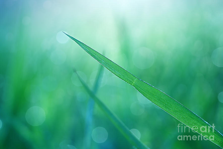 Green Grasses Photograph