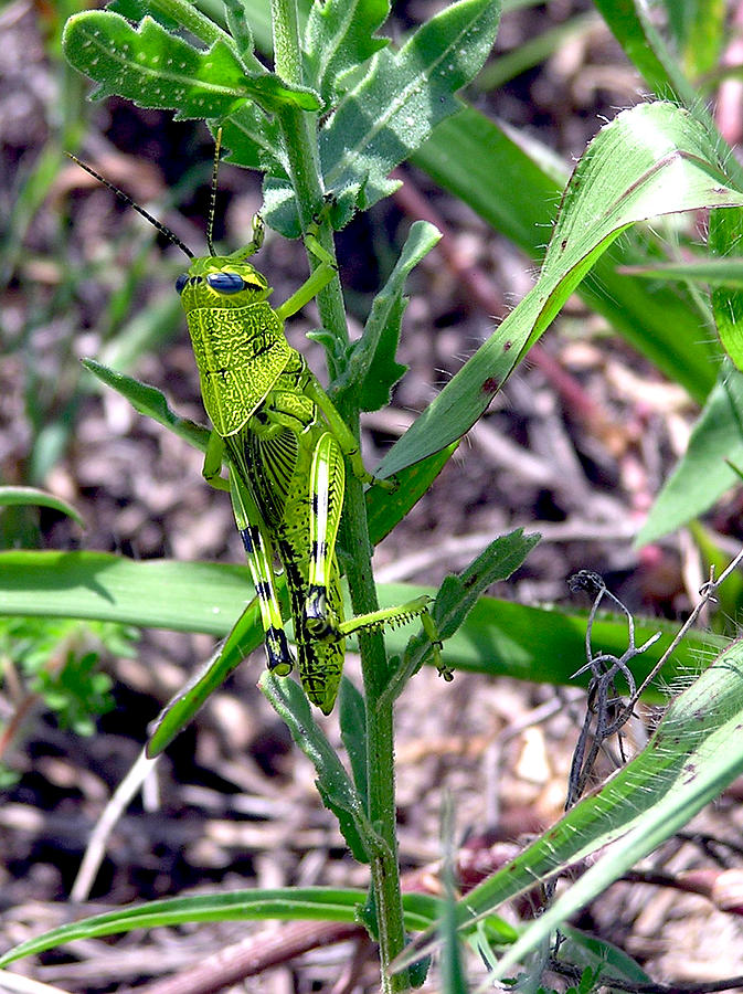 Green Grasshopper Photograph by Adam Johnson