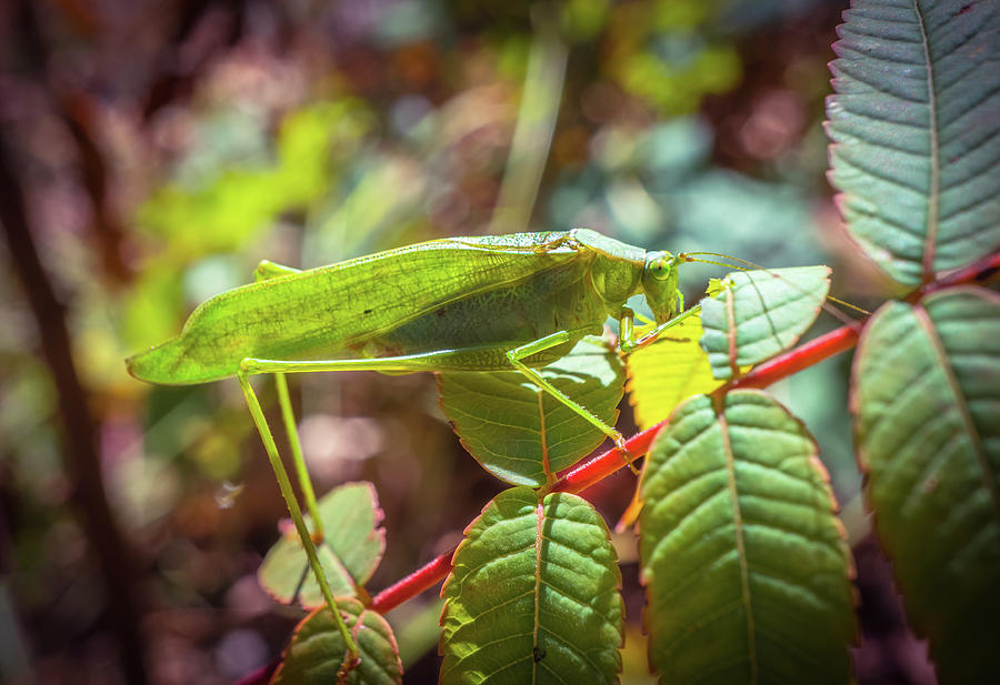 Green Grasshopper Photograph by Lilia S