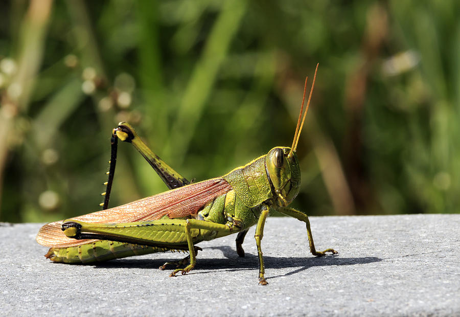 Green Grasshopper Photograph by Travis Rogers