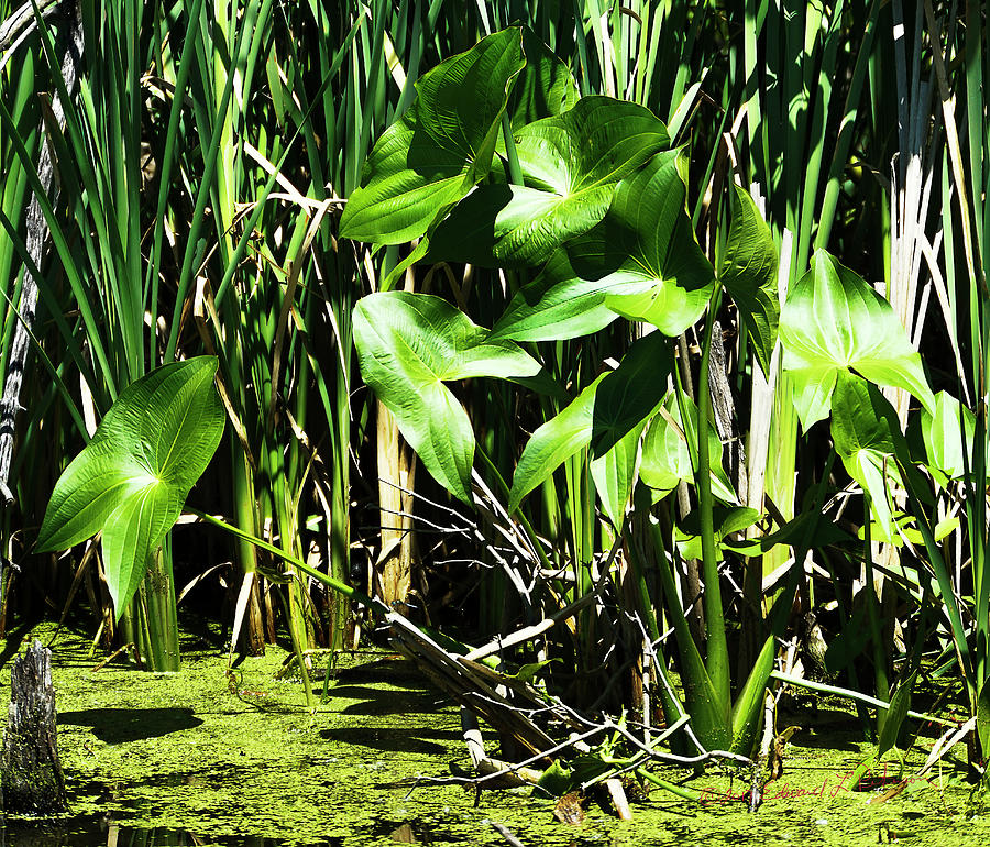 Green Green Photograph by Ed Peterson