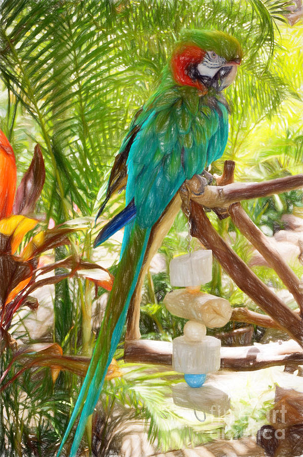 Great Green Headed Macaw Photograph by Sue Melvin