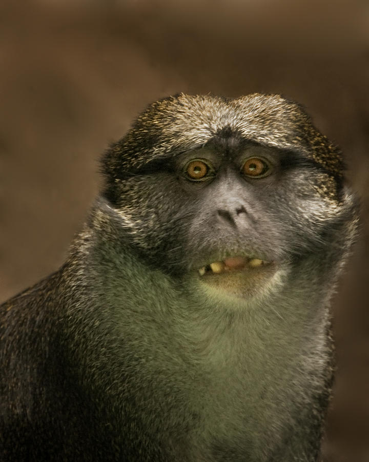 Green Guenon Monkey Surprised Photograph by Mitch Spence