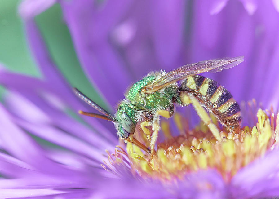 Insects Photograph - Green Halactid bee  Agapostemon virescens by Jim Hughes