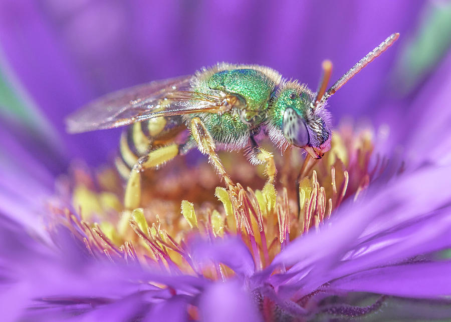 Green Halictid bee on purple Aster Photograph by Jim Hughes