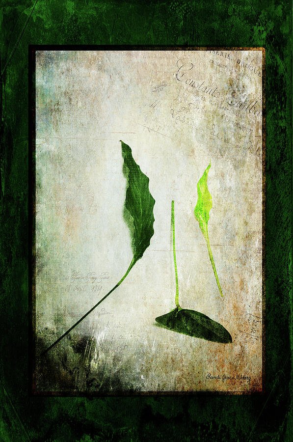 Green Harmony Photograph