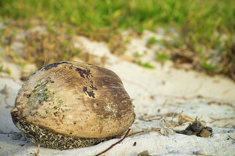 Green Hatchling Photograph by John Coffey - Fine Art America