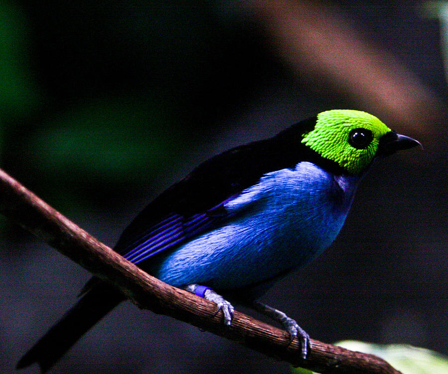 Green Headed Bird Photograph by Douglas Barnett
