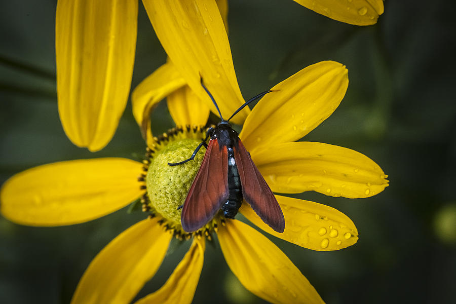 Green Headed Coneflower Moth Photograph by Rich Franco