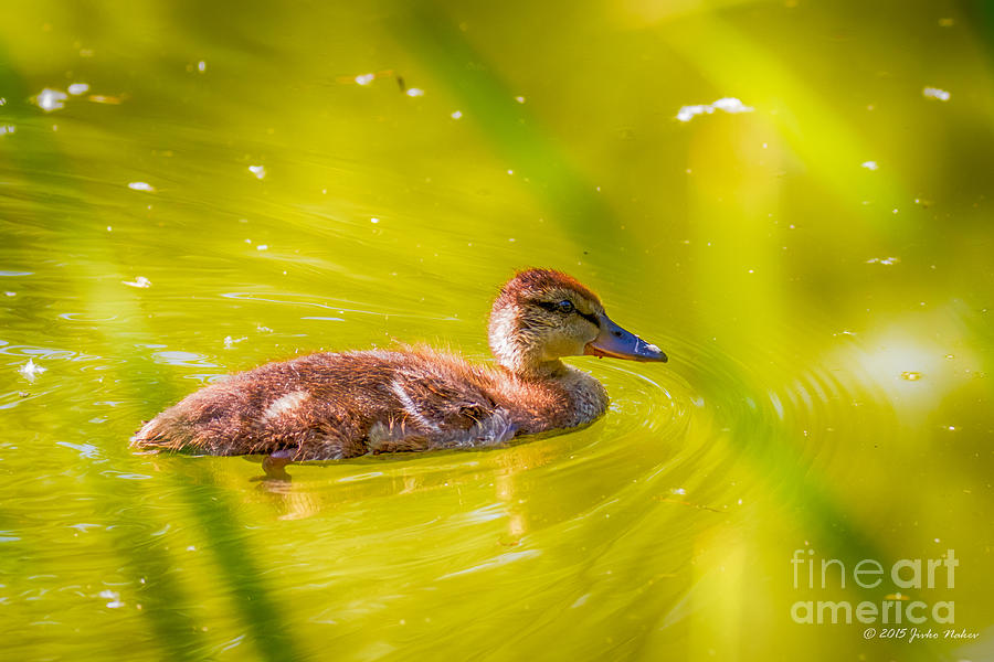 Green Headed Duck Juvenile Photograph by Jivko Nakev