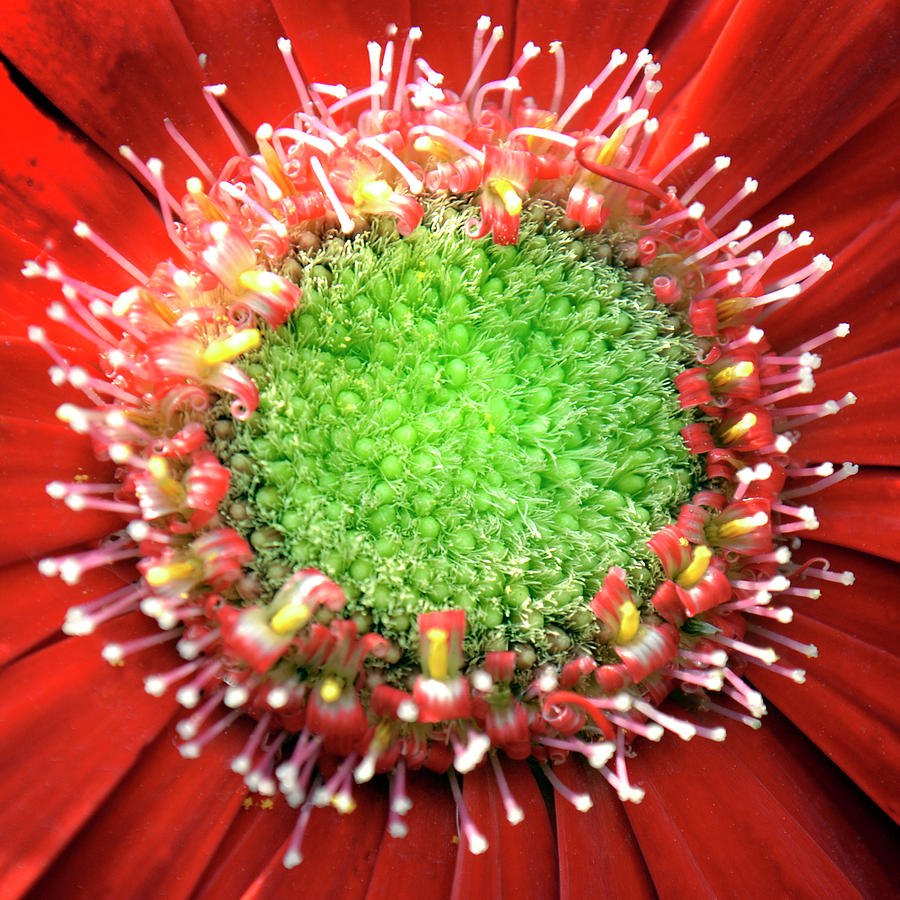Green Hearted Gerbera Photograph by Terence Davis