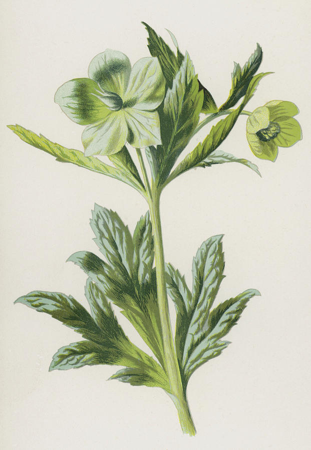 Flower Painting - Green Hellebore by Frederick Edward Hulme
