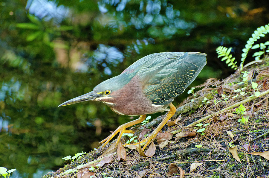 Green Heron 1 Photograph by Mike Goldstein