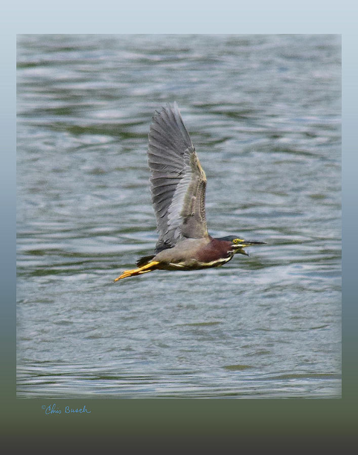 Green Heron 11x14 by Chris Busch Green Heron 11x14 by Chris Busch