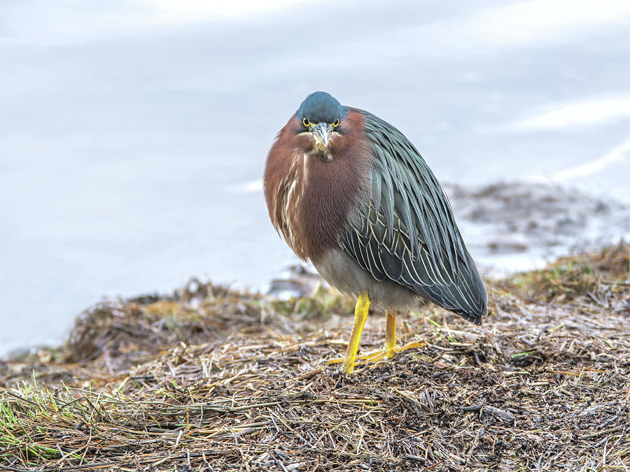 Heron Photograph - Green Heron 1330 by Tam Ryan
