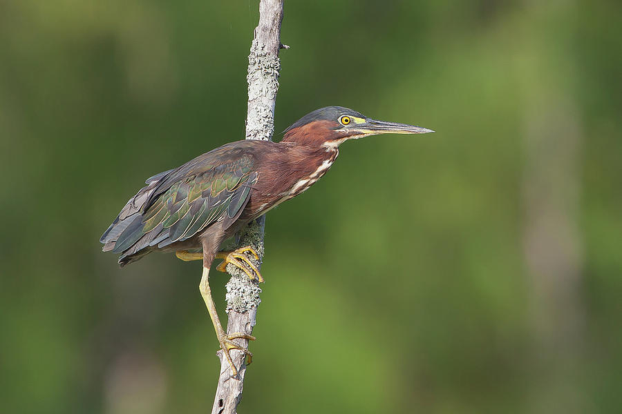 Green Heron 2 Photograph by Ronnie Maum