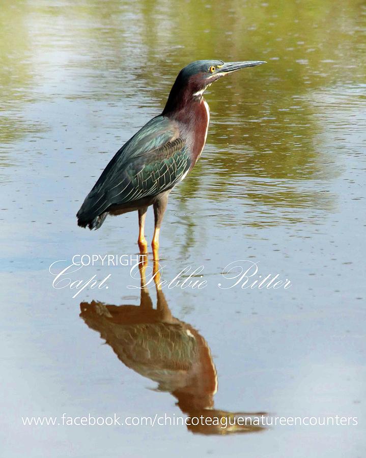 Green Heron 3 Photograph by Captain Debbie Ritter