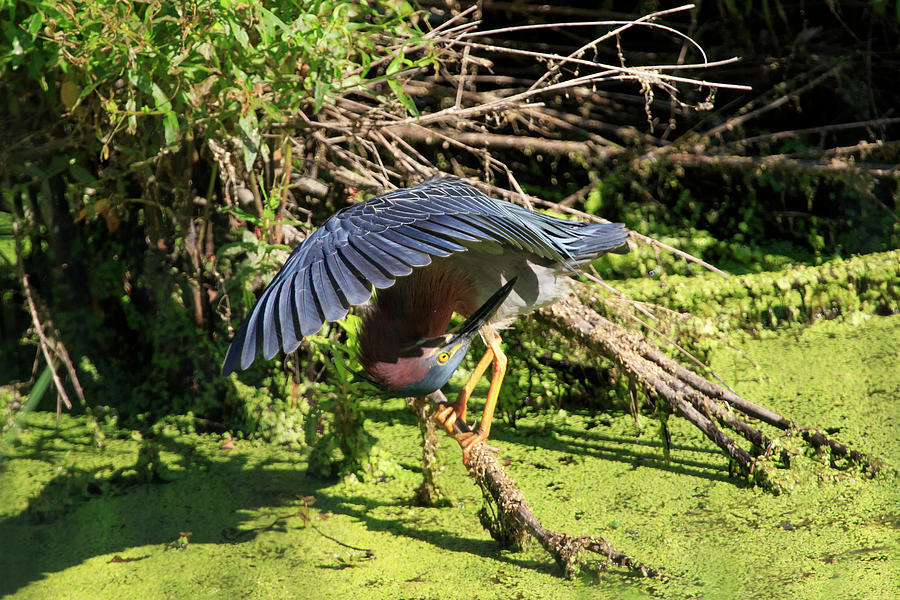 Heron Photograph - Green Heron 3 by Gary Hall