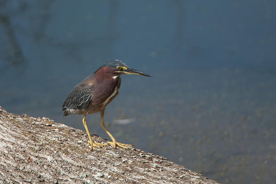 Green Heron 3 Photograph by Ronnie Maum